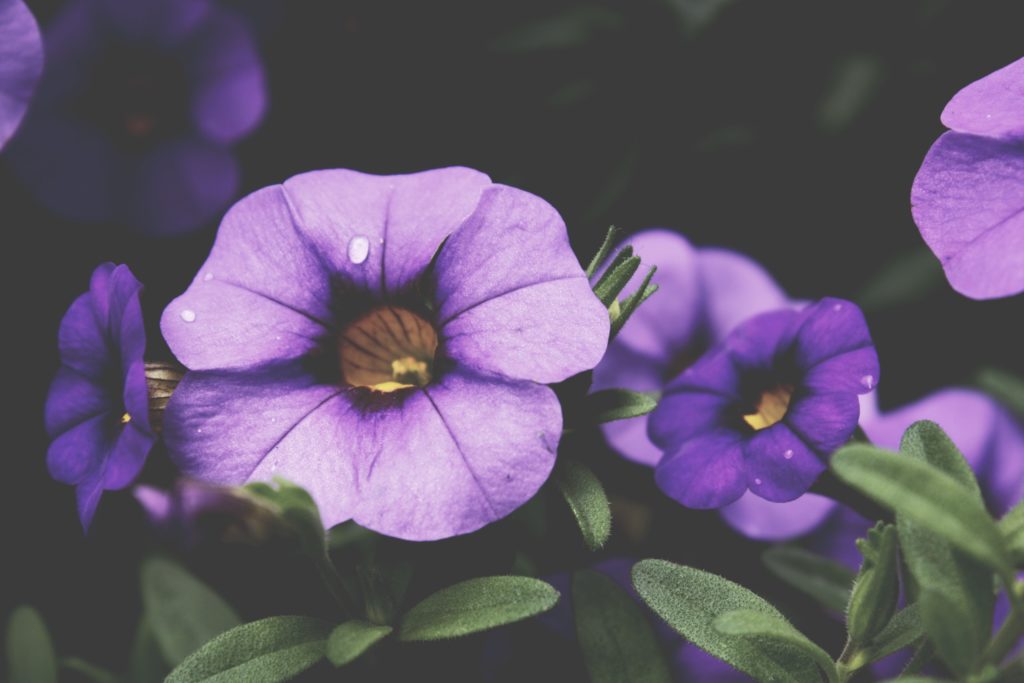 Closeup of a small group of purple flowers.