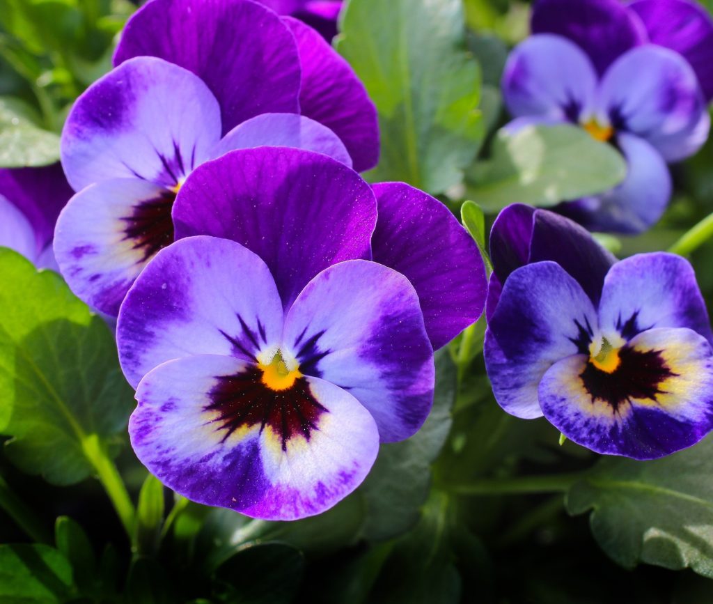 purple pansies.