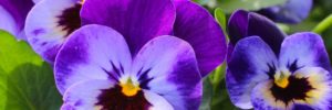 purple pansies.