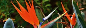 bird of paradise plant