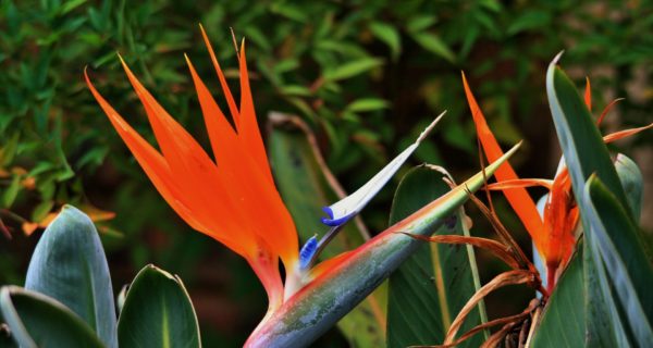 bird of paradise plant