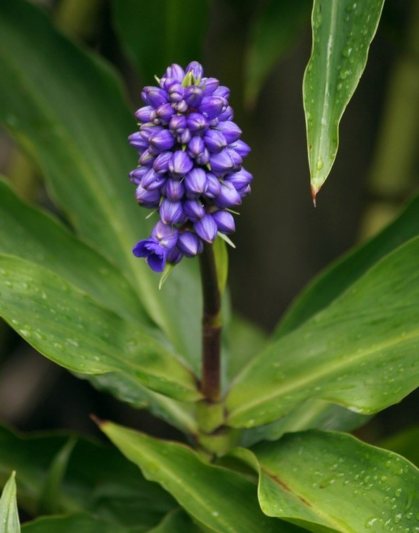 Blue ginger plant (Dichorisandra thyrsiflora)