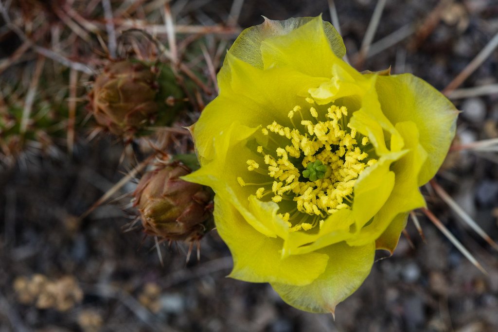 Brittle cactus (Opuntia fragilis)