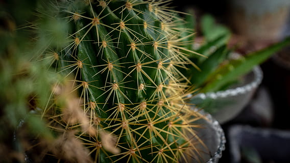 Prickly cactus